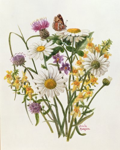 Flockenblume, Margerite und Leinkraut von Ursula Hodgson